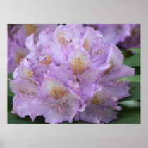 24" x 18" Light Plum Rhododendron in Spring