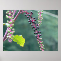 24" x 18" Pokeweed with Ripening Berries