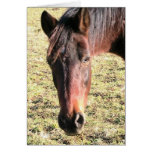27 Year Old Ancient Brown Horse In Open Green Mead Cards