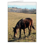 27 Year Old Ancient Brown Horse In Open Green Mead Card