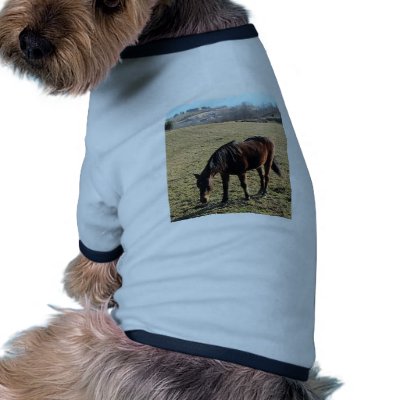 27 Year Old Ancient Brown Horse In Open Green Mead Dog Clothes by animalpark