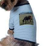 27 Year Old Ancient Brown Horse In Open Green Mead pet clothing