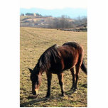 27 Year Old Ancient Brown Horse In Open Green Mead Photo Sculpture