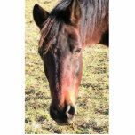 27 Year Old Ancient Brown Horse In Open Green Mead photo sculptures