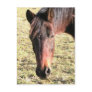 27 Year Old Ancient Brown Horse In Open Green Mead Post Cards