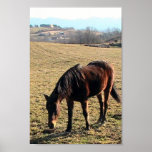 27 Year Old Ancient Brown Horse In Open Green Mead Poster