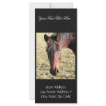 27 Year Old Ancient Brown Horse In Open Green Mead Rack Card Template