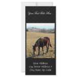 27 Year Old Ancient Brown Horse In Open Green Mead Rack Cards