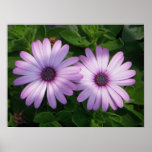 2 African Daisies posters