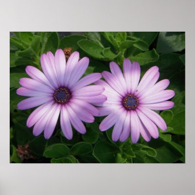 2 African Daisies Print by cmchrist712