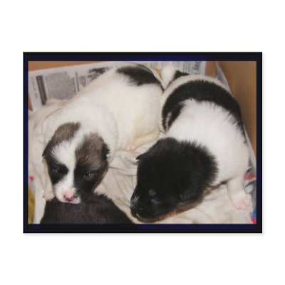 2 Akita pups Postcards by Petcetera