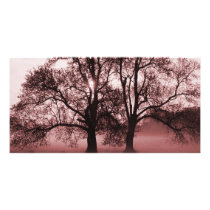 2 Big Trees Red