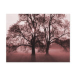 2 Big Trees Red