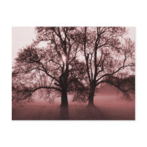 2 Big Trees Red