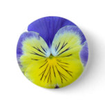 2 Blue Yellow Pansies