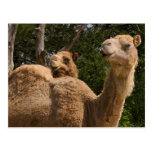 2 Camels Postcard