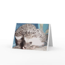 2 cute hedgehogs greeting cards