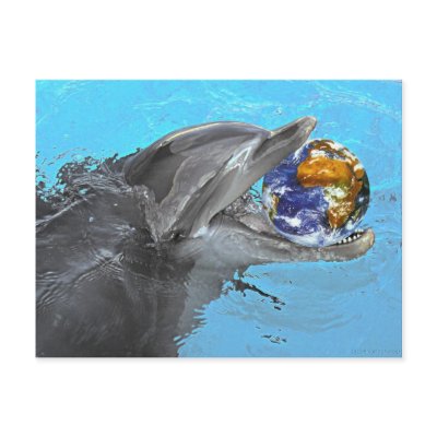 2 different dolphins on this postcard by photographs