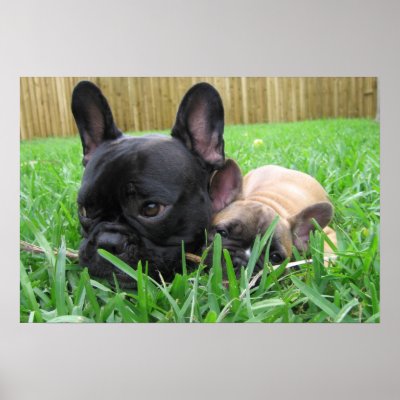 2 Frenchies in the grass Poster by digitaled