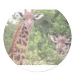 2 giraffes round sticker