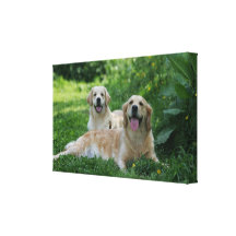 2 Golden Retrievers Laying in Grass Stretched Canvas Prints