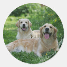 2 Golden Retrievers Laying in Grass Stickers
