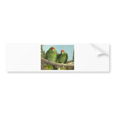2 green parrots bumper sticker by pinkypetals