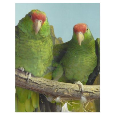 2 green parrots flyer design by pinkypetals