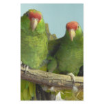 2 green parrots stationery
