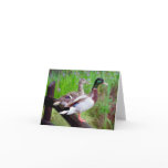 2 Mallards On a Fence Note Card