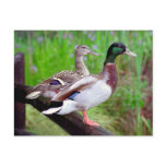 2 Mallards On a Fence Postcard