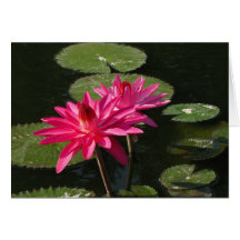 2 pink water lilies greeting card #1  7711