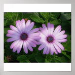 2 Purple African Daisies Posters