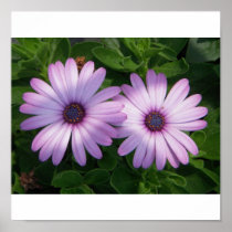 2 Purple African Daisies Posters