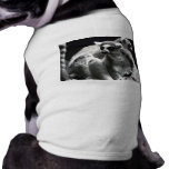 2 ringtail lemur pet clothing