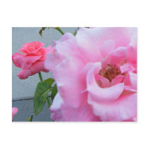 2 Roses Postcard