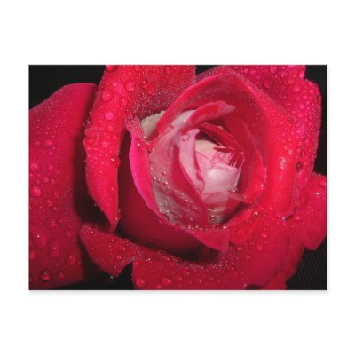 2 tone rose post card by dawnmcininch