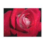 2 tone rose postcards