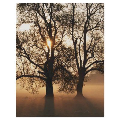 2 TREES SEPIA GOLD ORANGE by VoXeeD