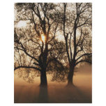 2 TREES SEPIA GOLD ORANGE flyers
