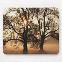 2 TREES SEPIA GOLD ORANGE