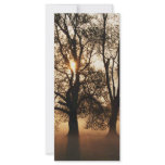 2 TREES SEPIA GOLD ORANGE rack cards