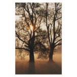 2 TREES SEPIA GOLD ORANGE
