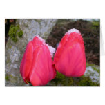 2 Tulips in April Snow Card