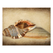 2brown shells textured.jpg photo