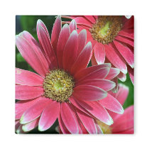 365flower Gerbera Daisies Refrigerator Magnets
