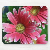 365flower Gerbera Daisies Mousepad