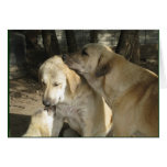 3 anatolian shepherds card