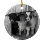 3 BABY WINTER GOATS CHRISTMAS ORNAMENT ornaments