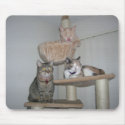 3 Cats Mousepad